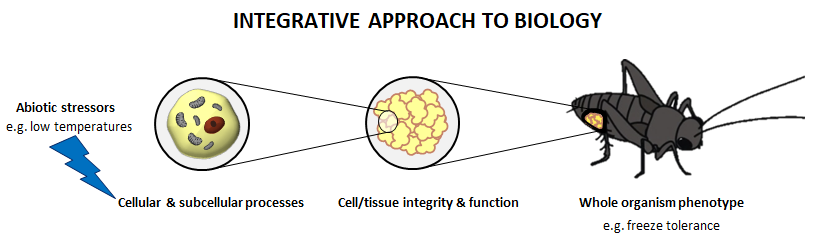 Image showing that stress can affect insects at all biological levels of organization, from cells to tissues to the whole animal