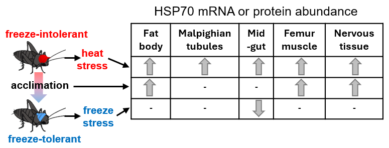 hsp70 graphical abstract
