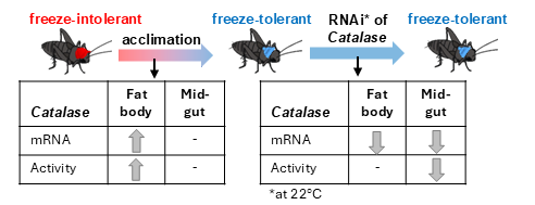 Graphical abstract